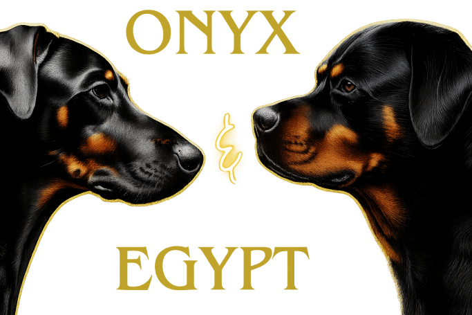 Onyxandegypt.myshopify.com